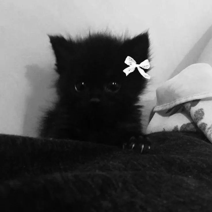 Black cat pfp aesthetic