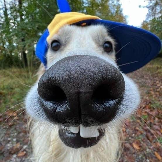Goofy ahh roblox pfp